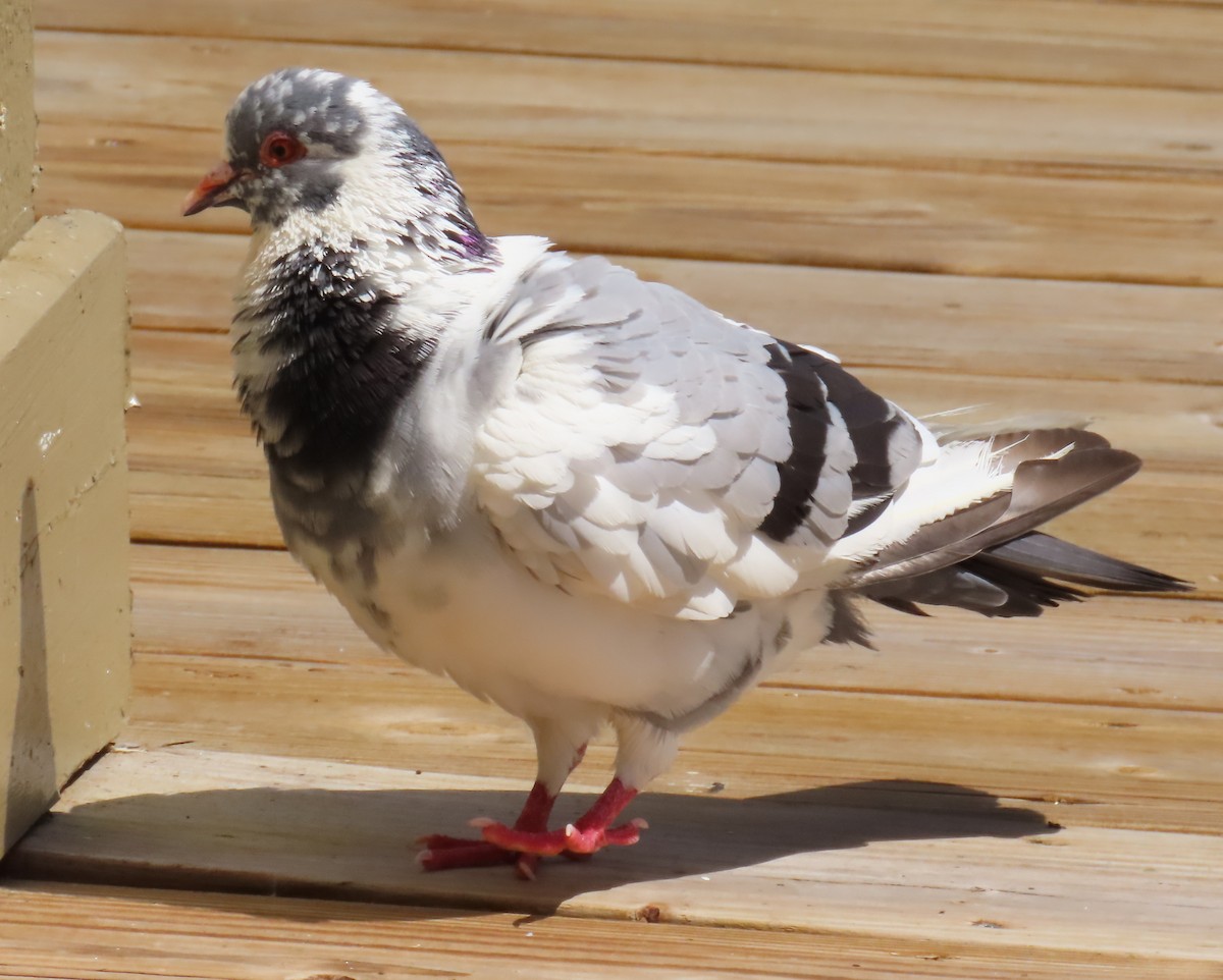 Сизый голубь (Одомашненного типа) - ML619458132