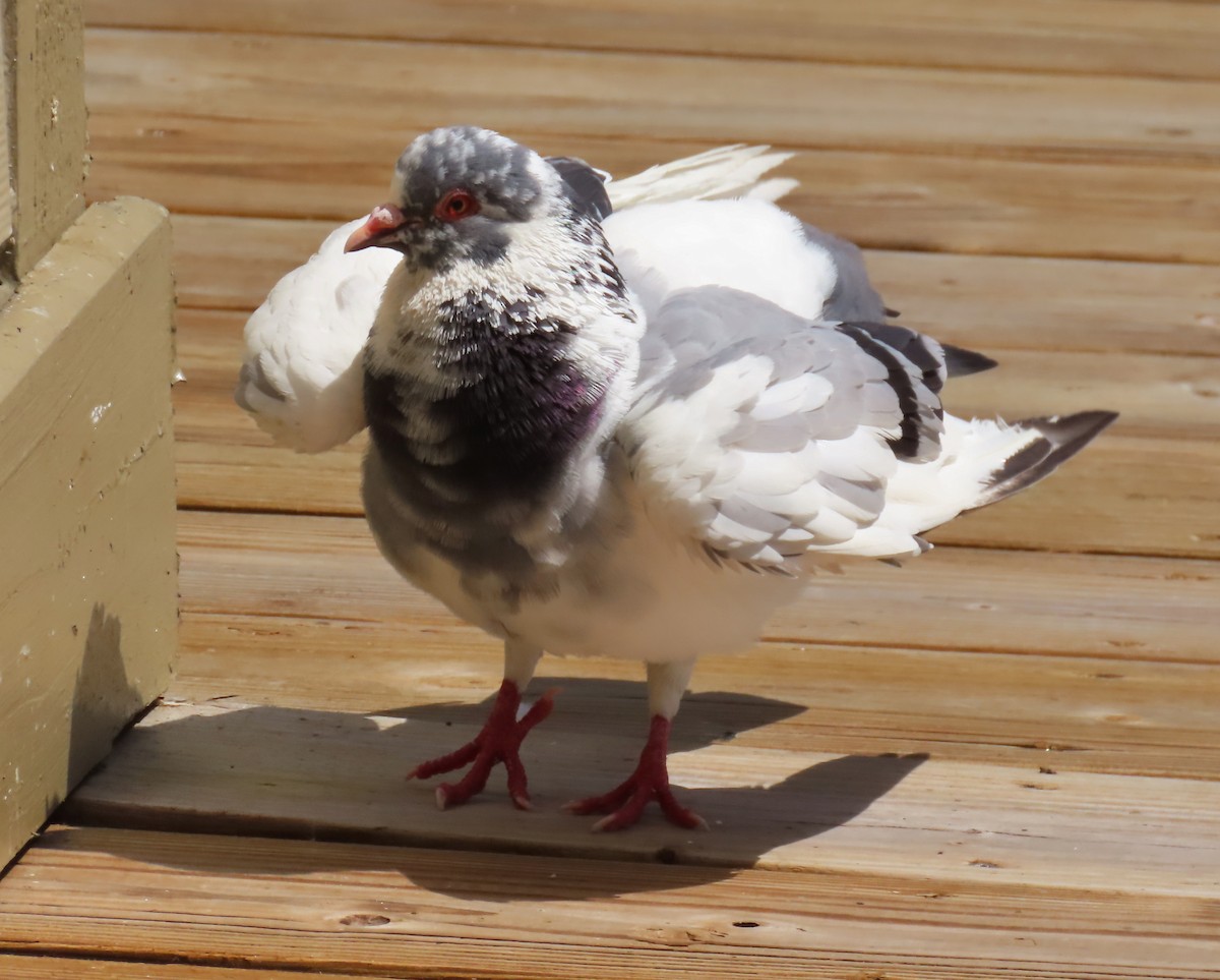 Pigeon biset (forme domestique) - ML619458133
