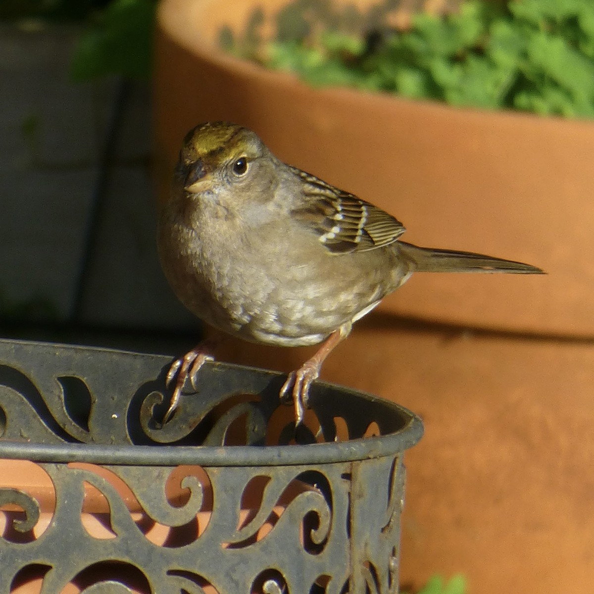 Golden-crowned Sparrow - ML619458176