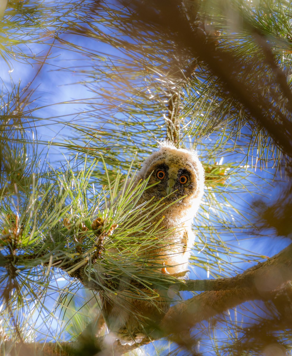 Long-eared Owl - ML619458191