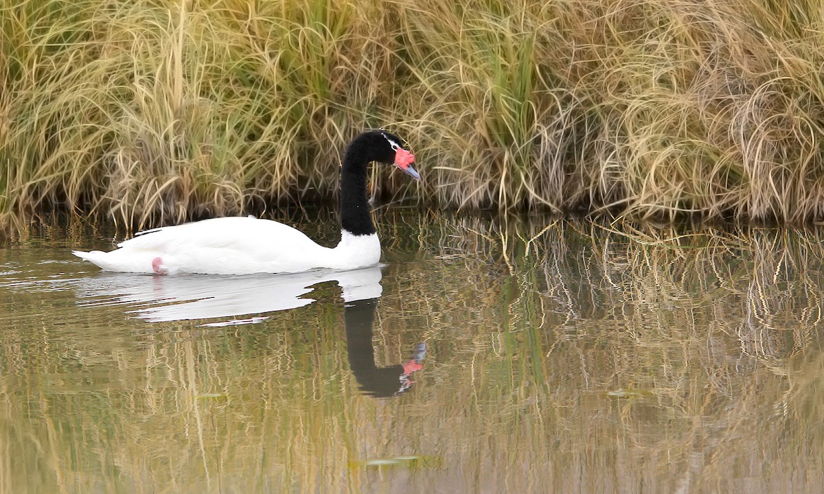 Black-necked Swan - ML619458200