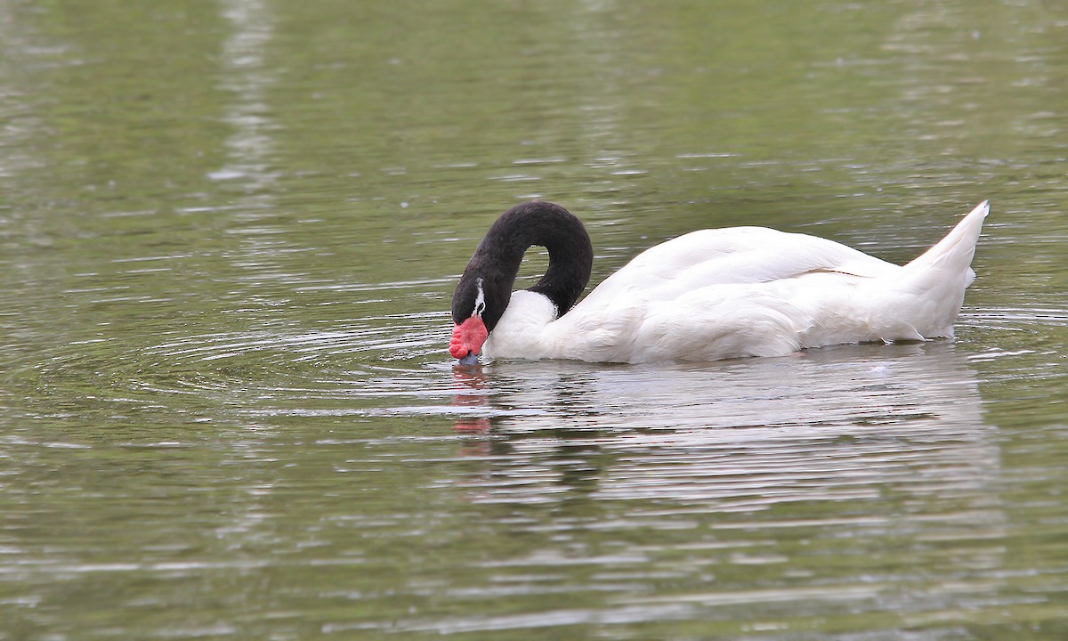 Black-necked Swan - ML619458201