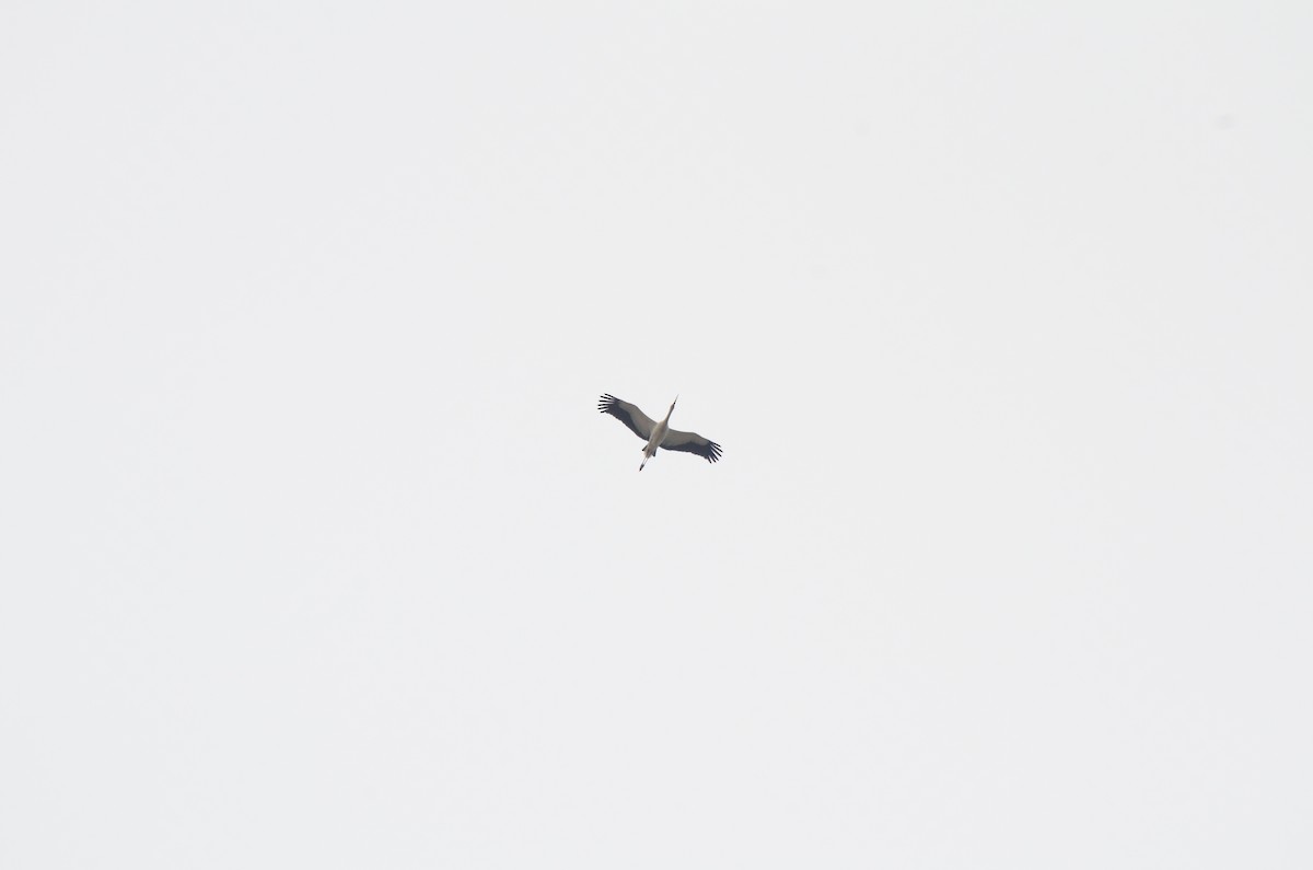 Maguari Stork - ML619458208