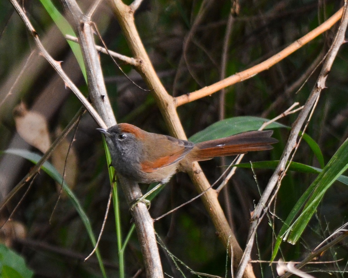 Sooty-fronted Spinetail - ML619458225