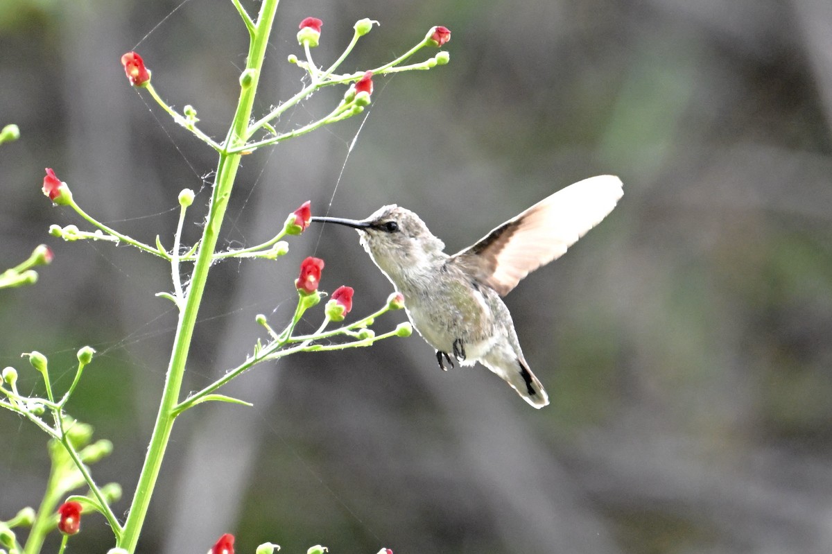 Costa's Hummingbird - ML619458256