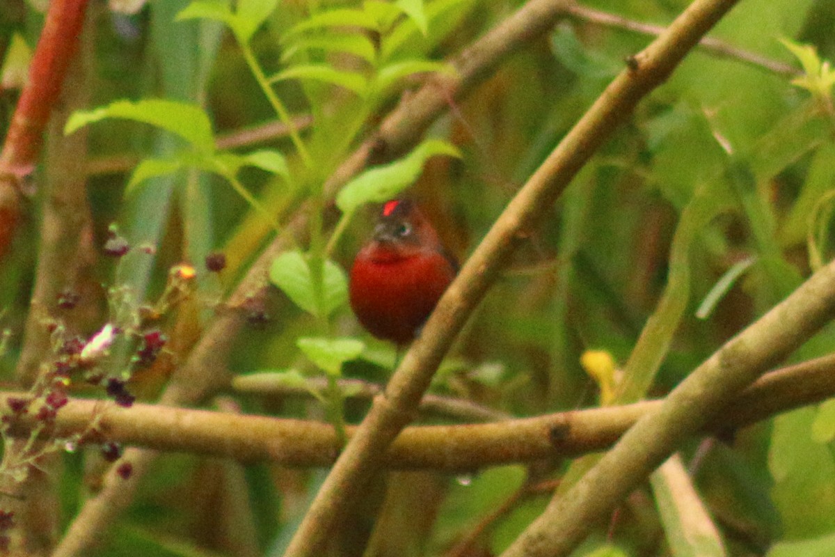 Red-crested Finch - ML619458287