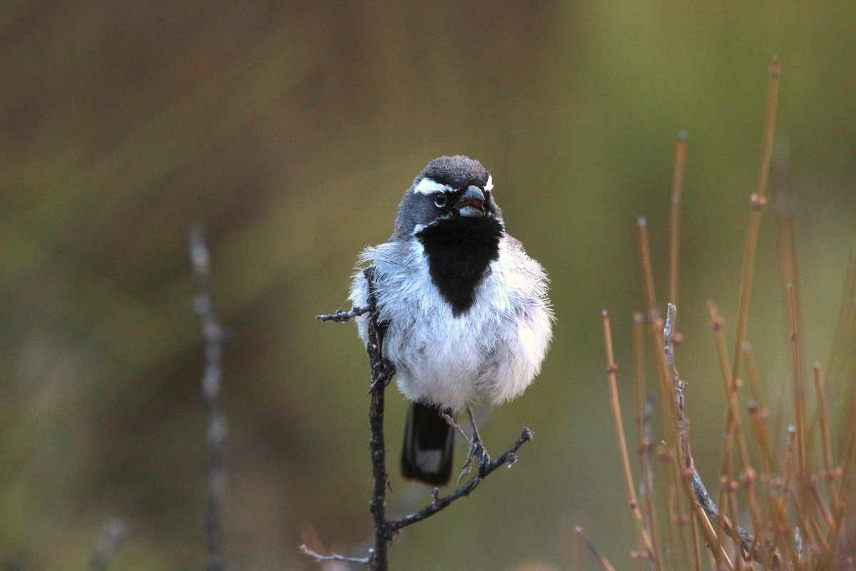 Black-throated Sparrow - ML619458296