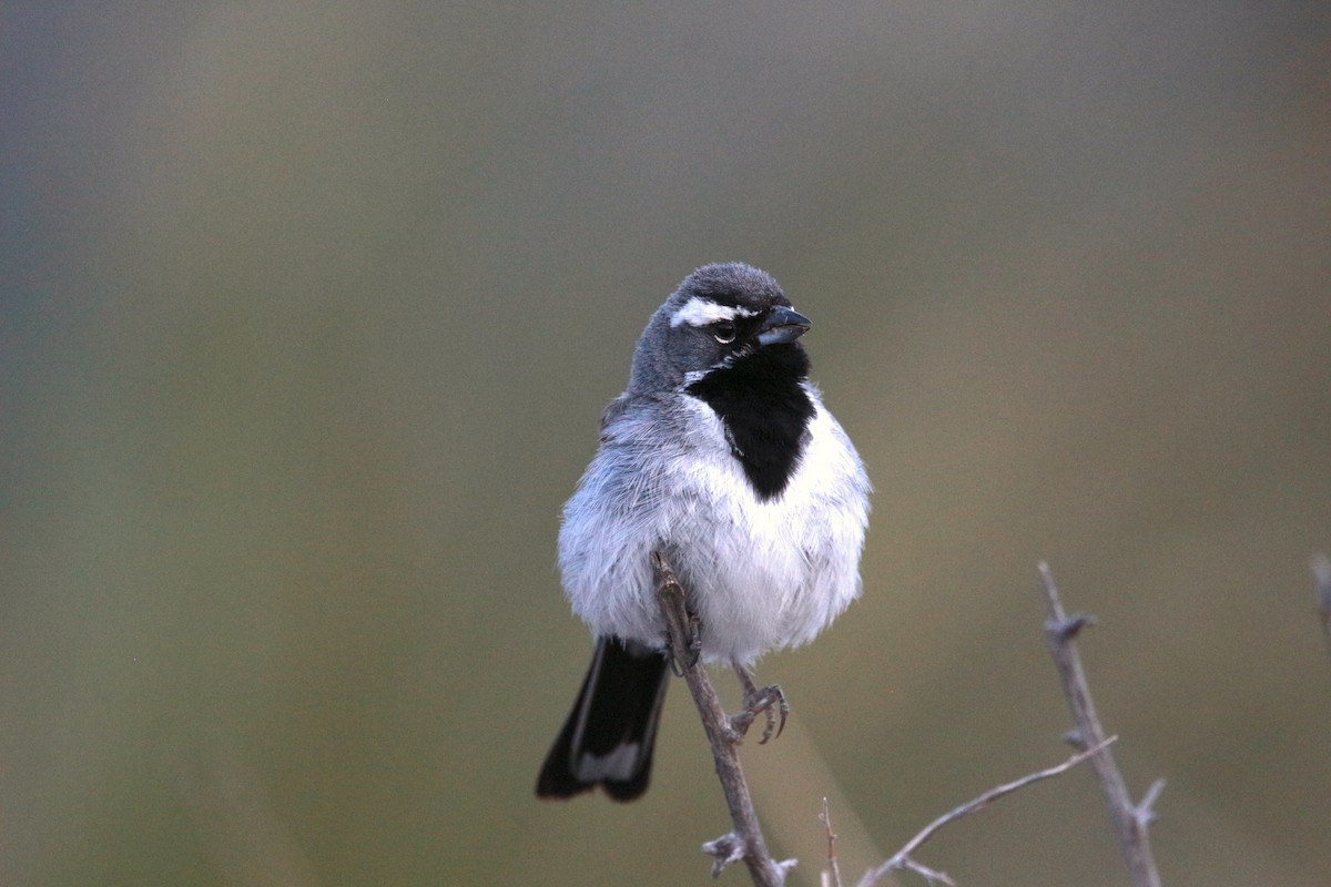 Black-throated Sparrow - ML619458300