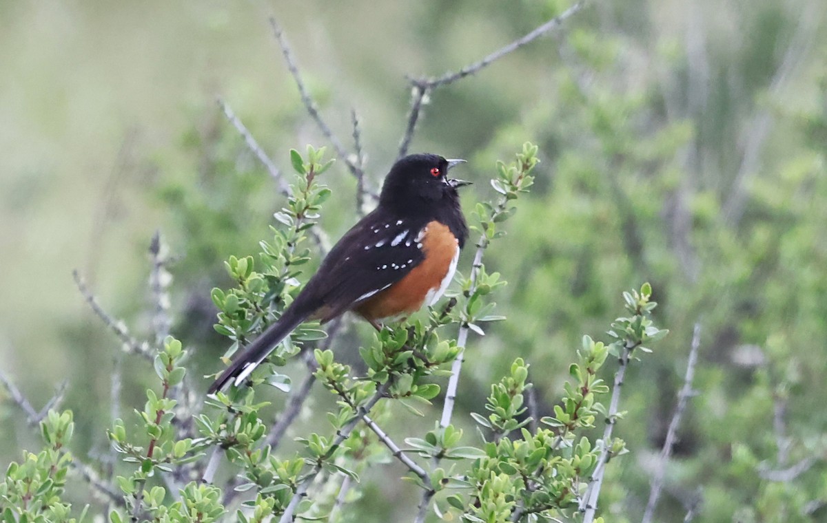 Spotted Towhee - ML619458330