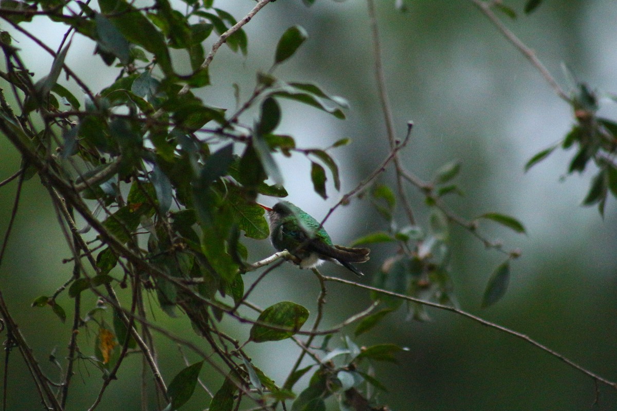 Speckled Hummingbird - ML619458351