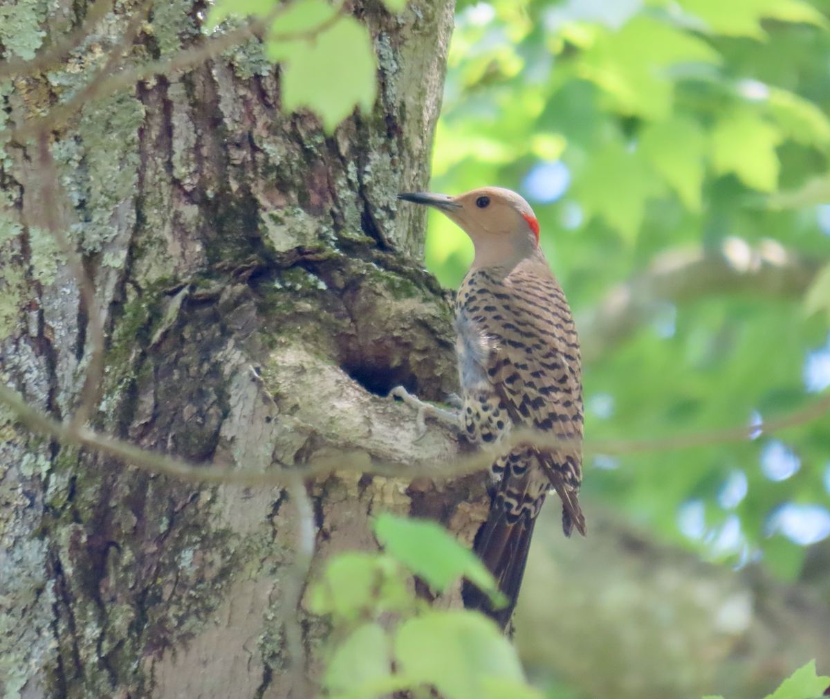 Northern Flicker (Yellow-shafted) - ML619458371