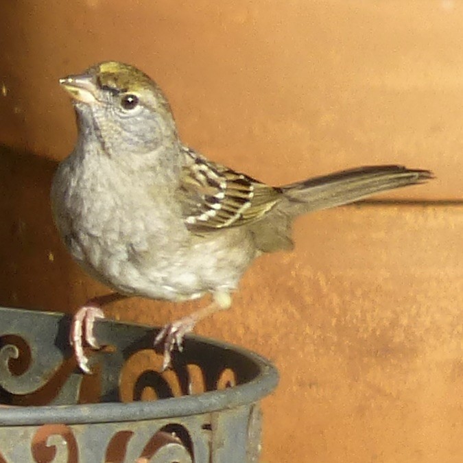 Golden-crowned Sparrow - ML619458383