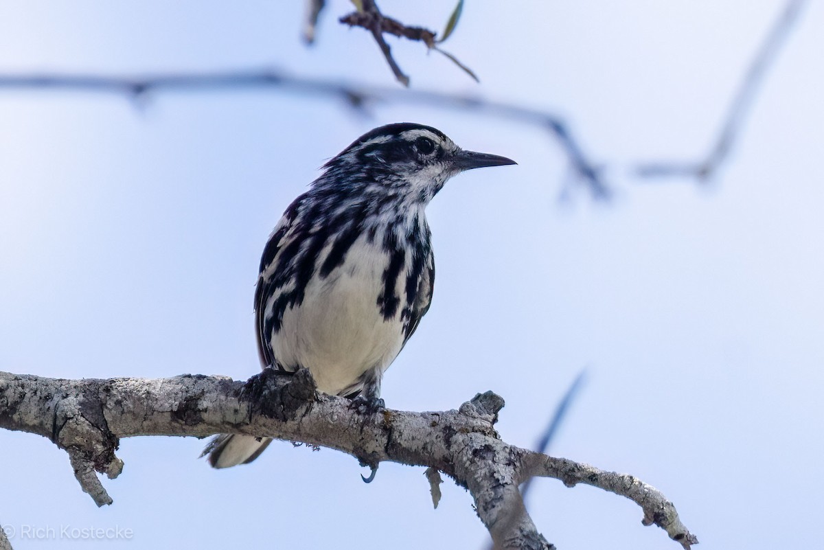 Black-and-white Warbler - ML619458514