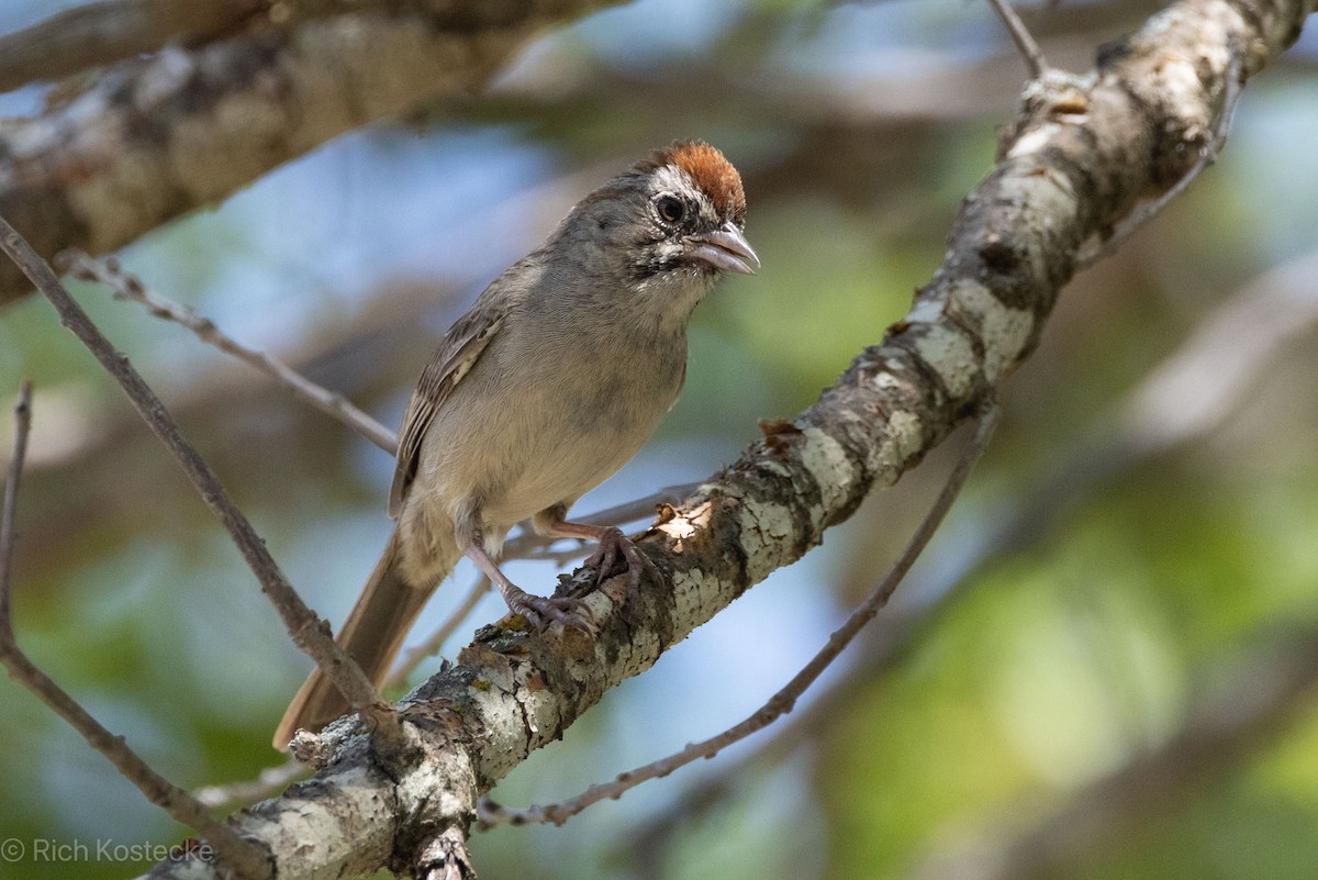 Rufous-crowned Sparrow - ML619458518