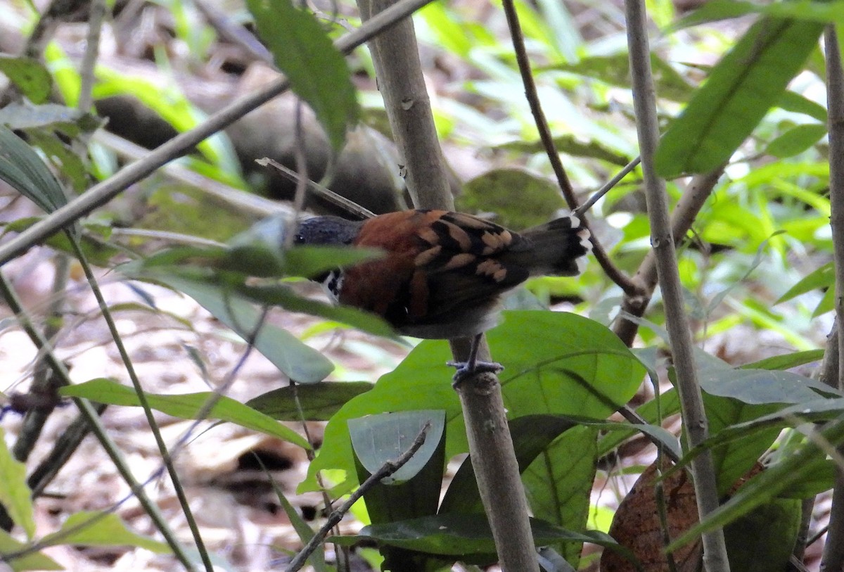 Spotted Antbird - ML619458574
