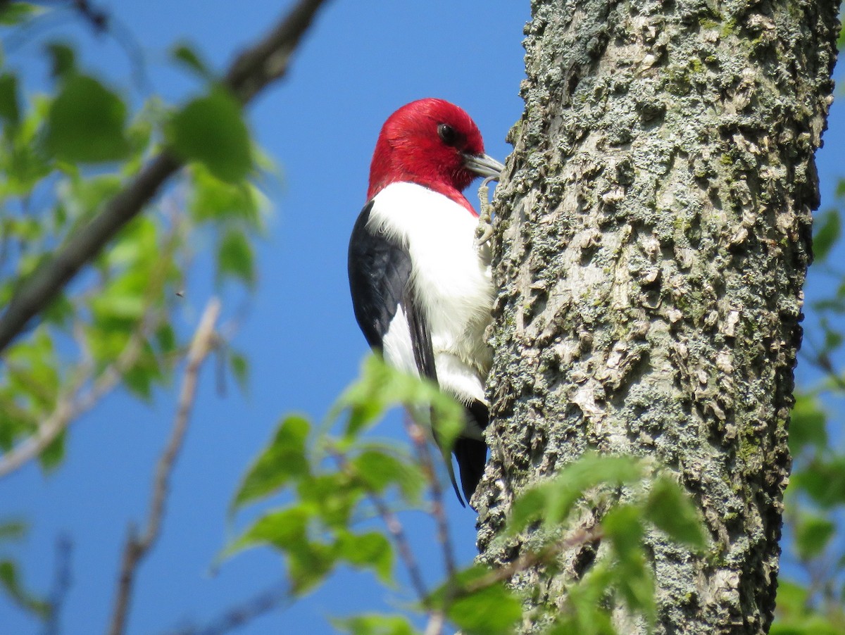 Red-headed Woodpecker - ML619458583