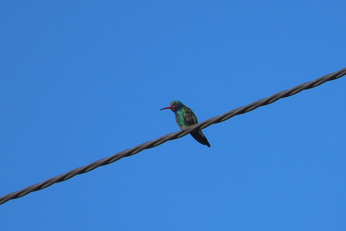 Broad-billed Hummingbird - ML619458597