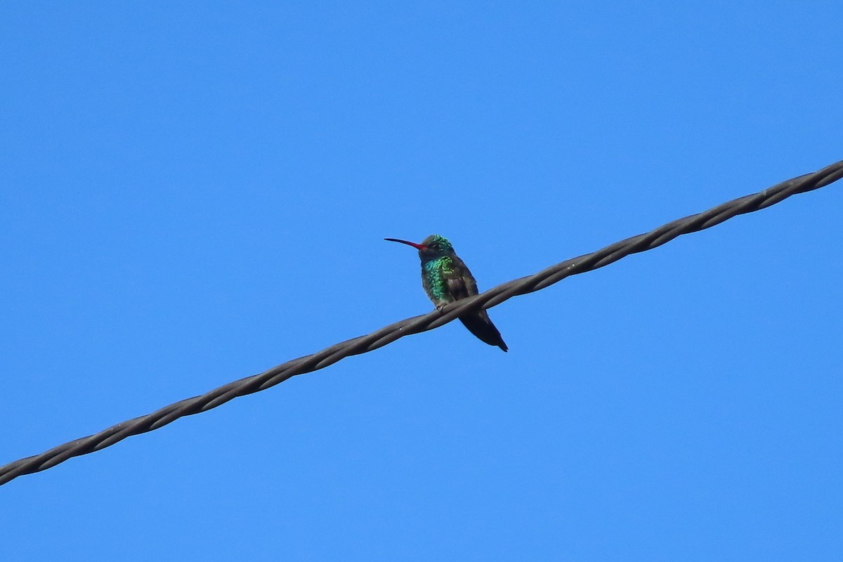 Broad-billed Hummingbird - ML619458606