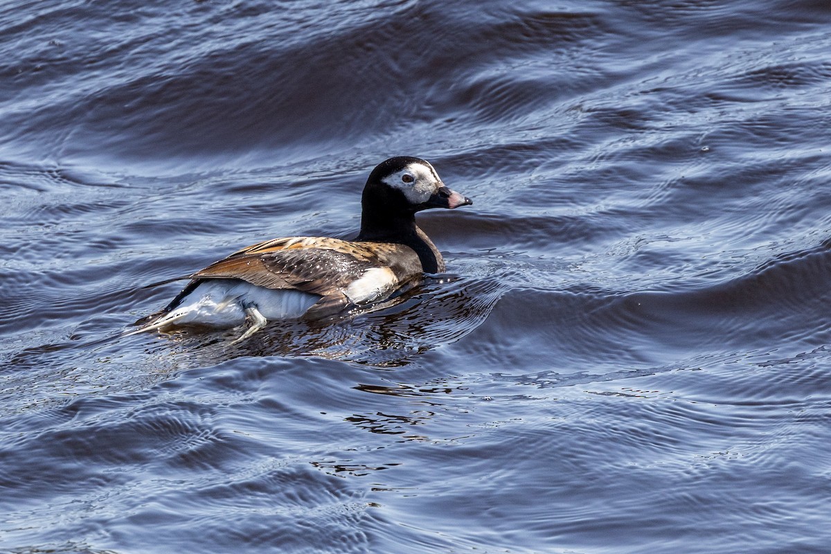 Long-tailed Duck - ML619458654
