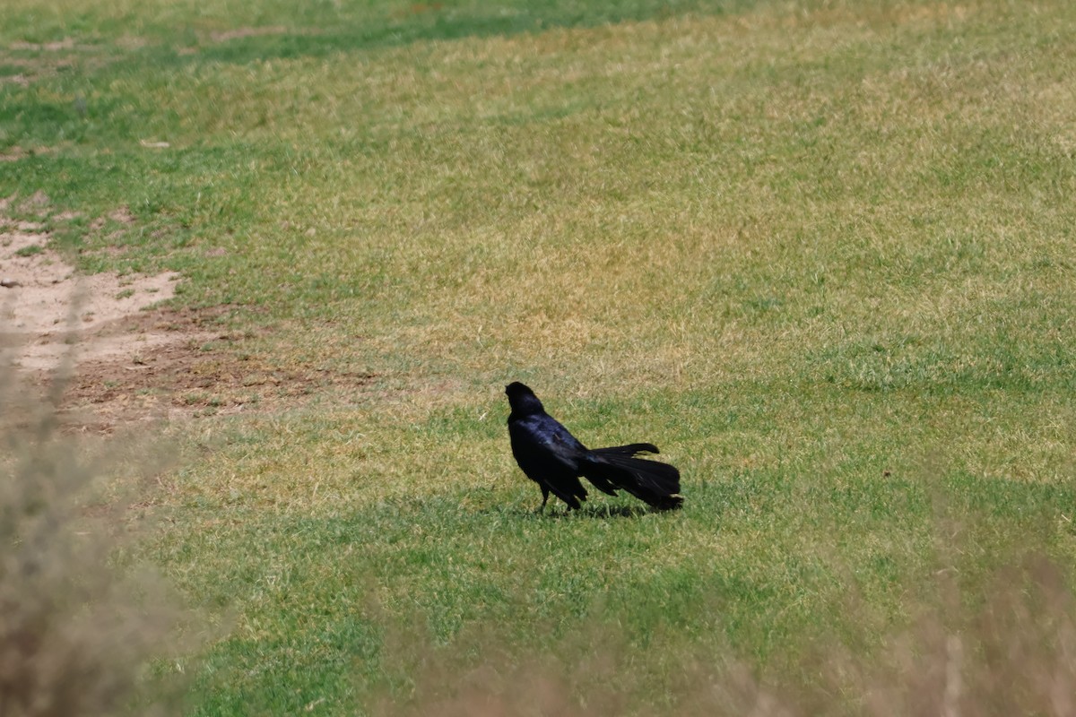 Great-tailed Grackle - ML619458664