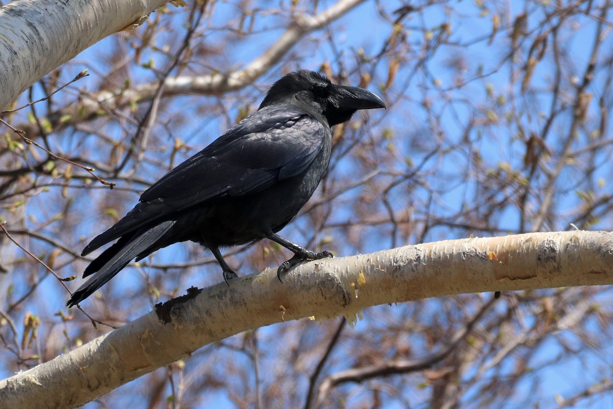 Large-billed Crow - ML619458668