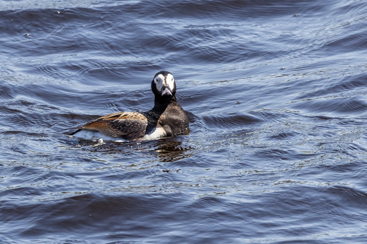 Long-tailed Duck - ML619458679