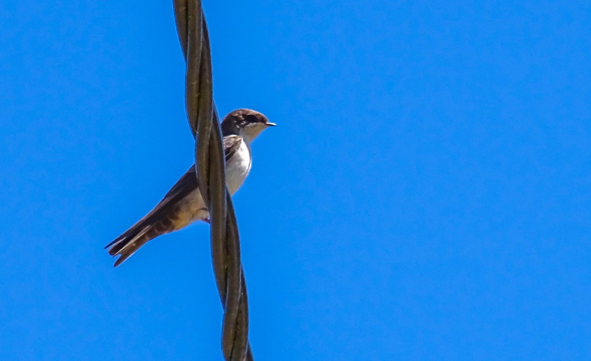 Blue-and-white Swallow (cyanoleuca) - ML619458727