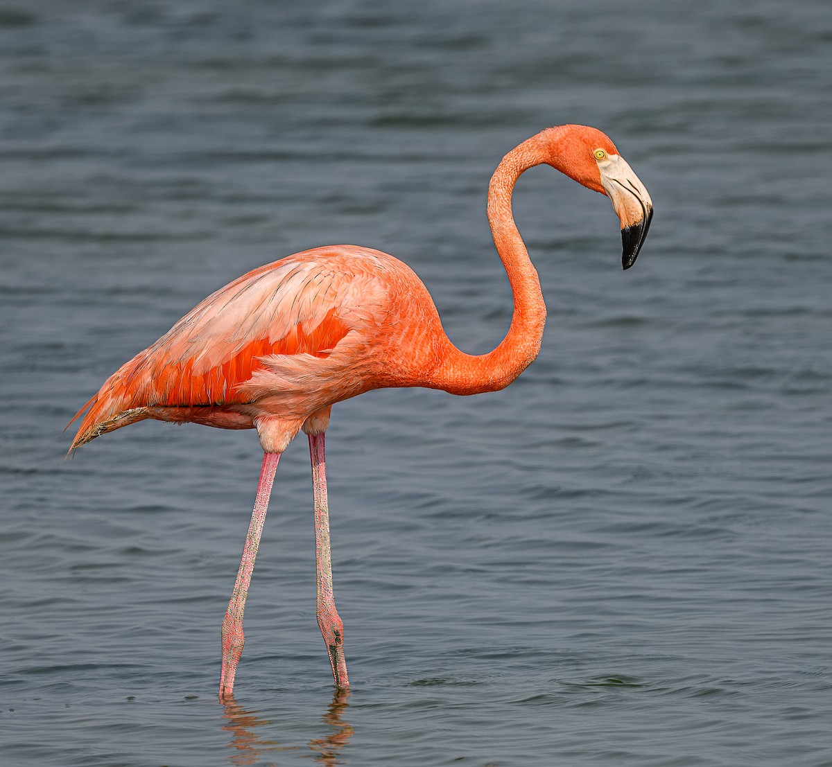 Amerika Flamingosu - ML619458738