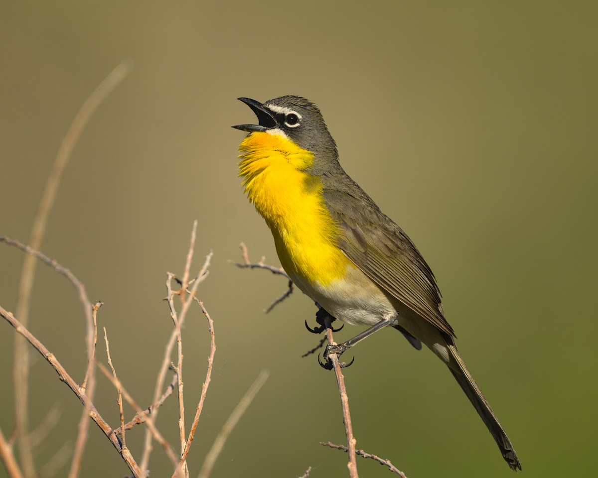 Yellow-breasted Chat - ML619458751