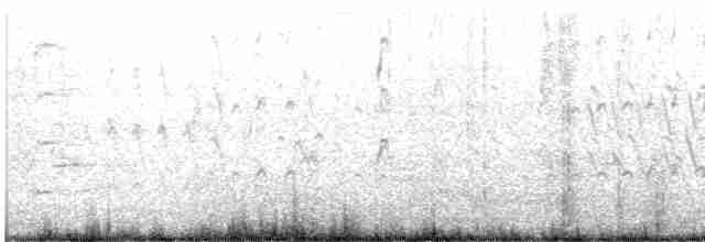 Kara Karınlı Islıkçı Ördek - ML619458775