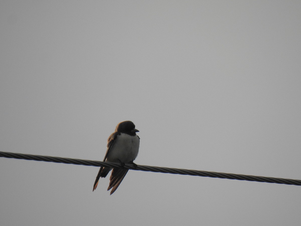 White-breasted Woodswallow - ML619458783