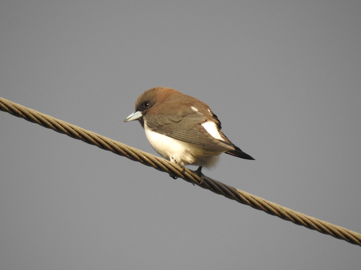 White-breasted Woodswallow - ML619458784