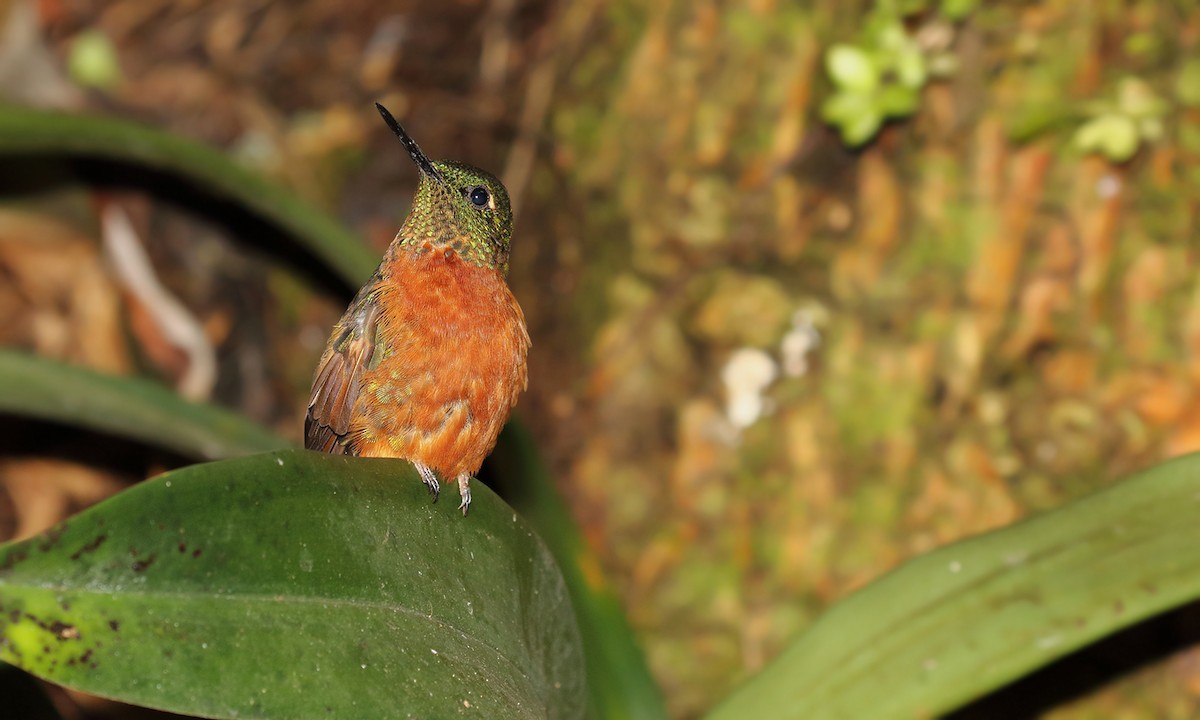 kolibřík peruánský - ML619458803