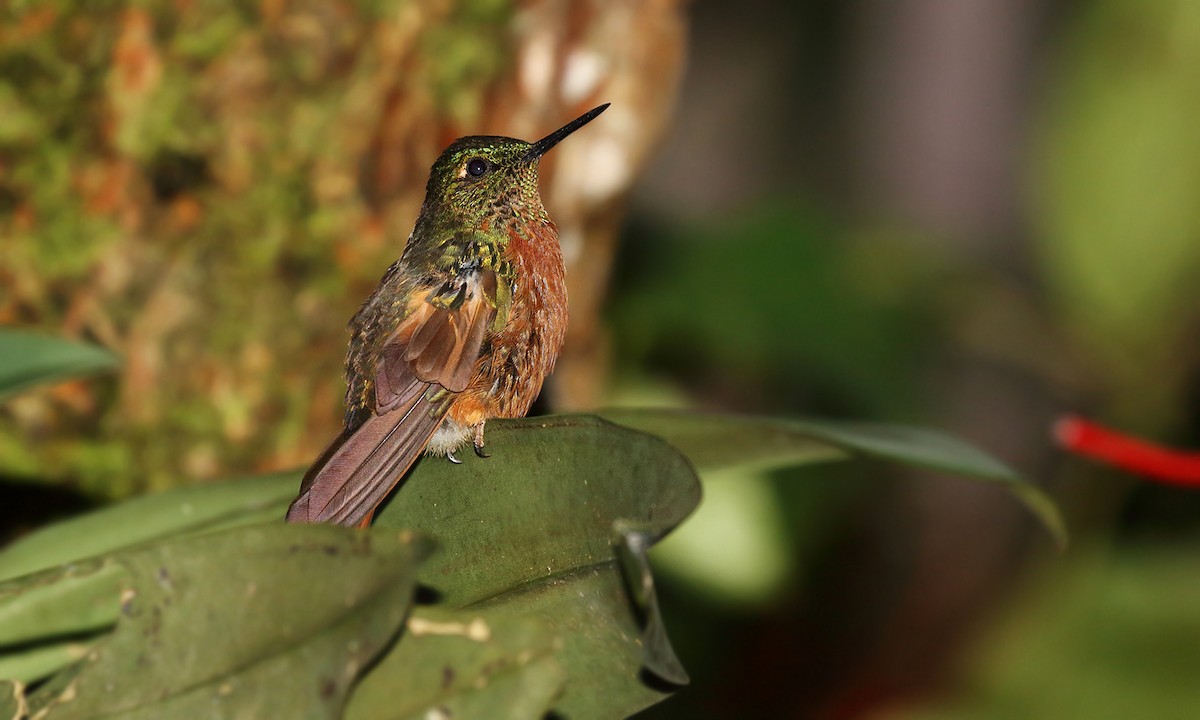 kolibřík peruánský - ML619458804