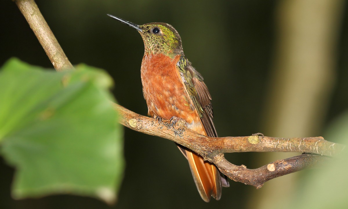 kolibřík peruánský - ML619458805