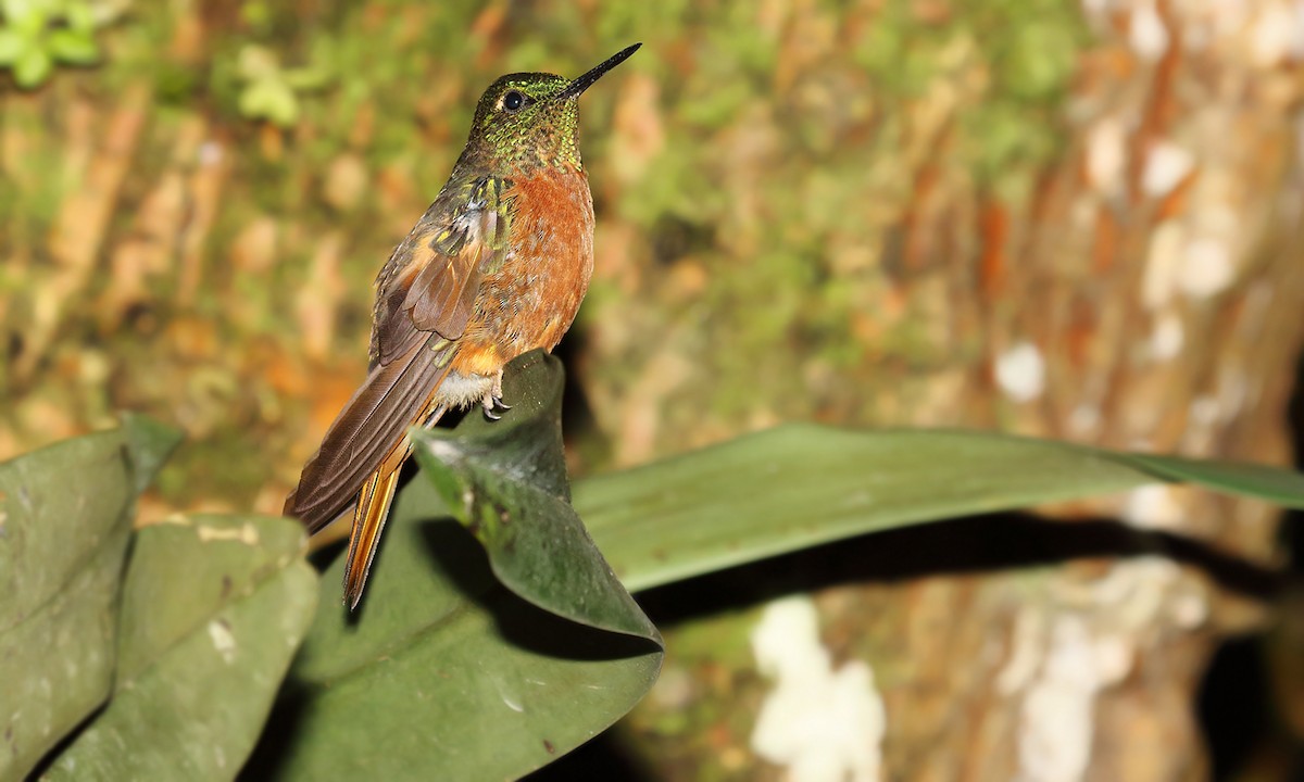 kolibřík peruánský - ML619458812