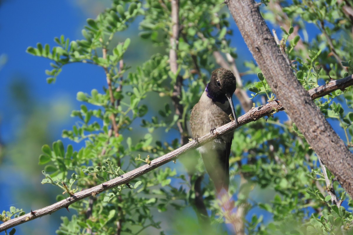 Costa's Hummingbird - ML619458864