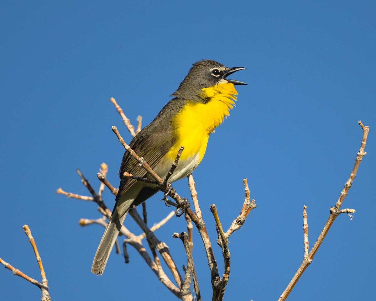 Yellow-breasted Chat - ML619458895