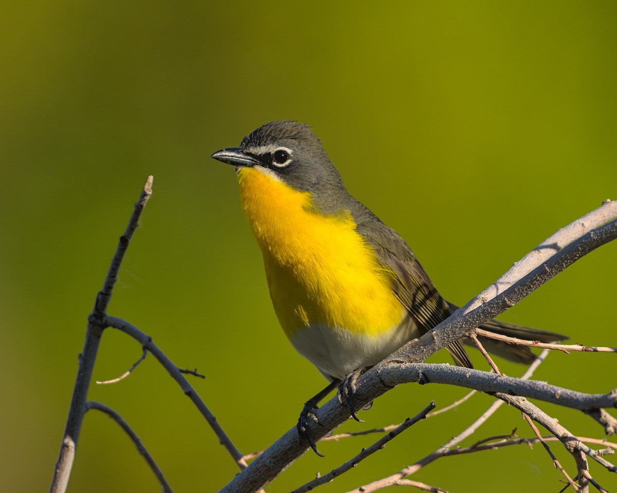 Yellow-breasted Chat - ML619458896
