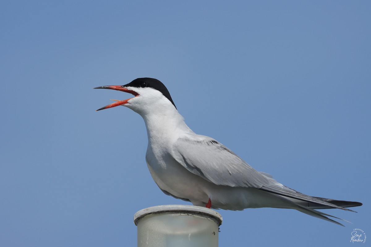 Common Tern - ML619458922