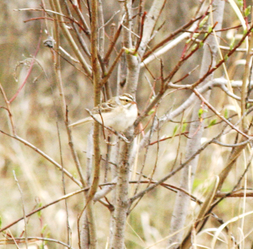 Clay-colored Sparrow - ML619458934