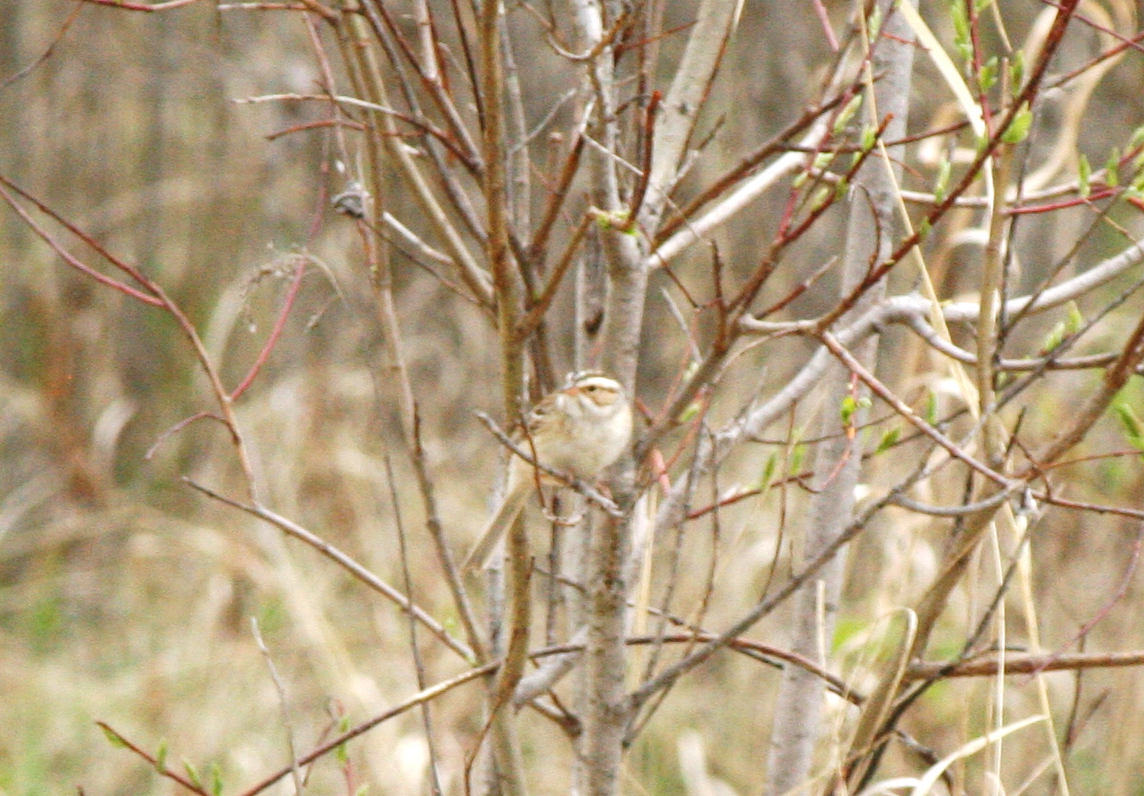Clay-colored Sparrow - ML619458939