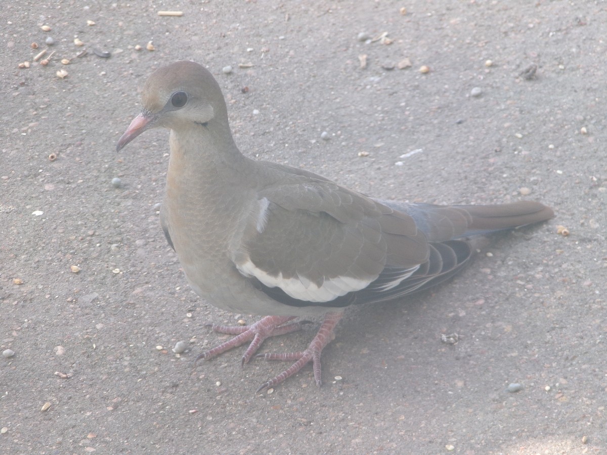 White-winged Dove - ML619458958