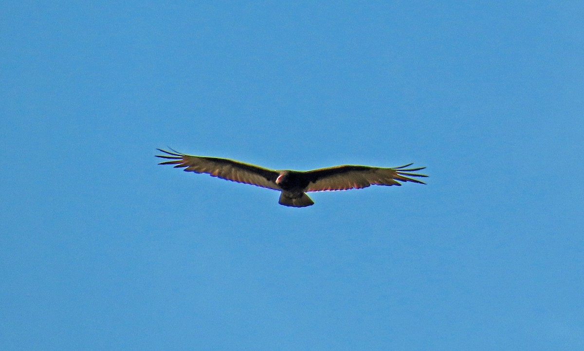 Turkey Vulture - ML619458983