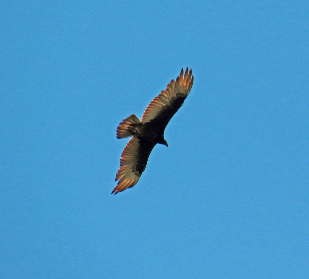 Turkey Vulture - ML619458984