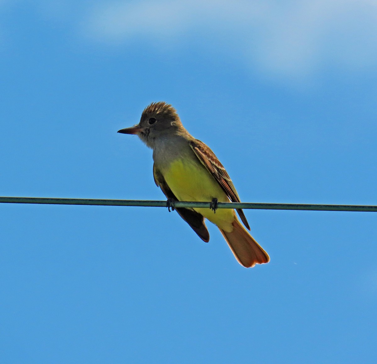 Great Crested Flycatcher - ML619459001