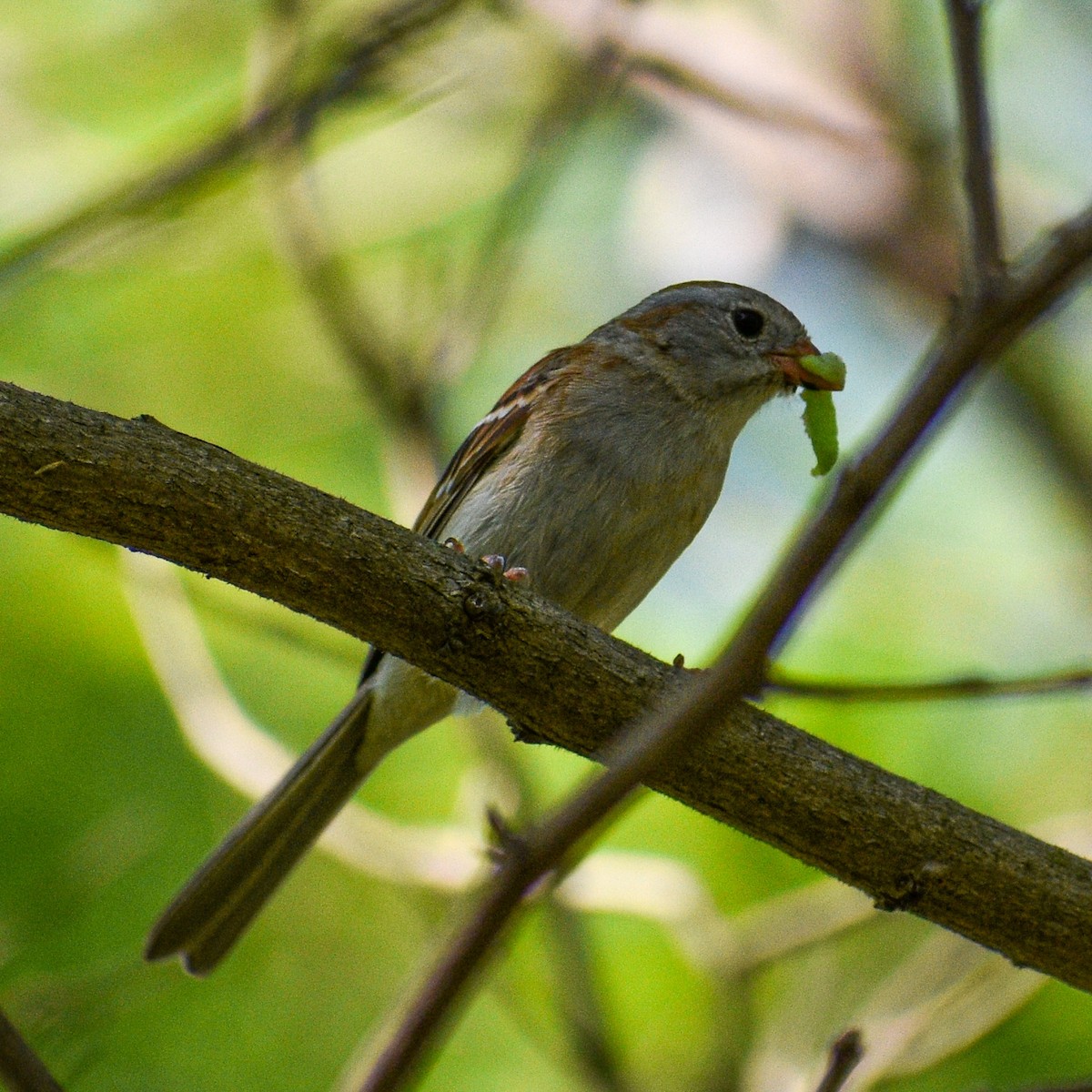 Field Sparrow - ML619459014