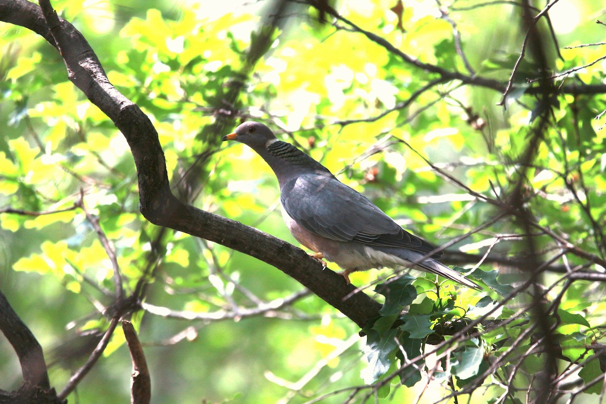Band-tailed Pigeon - ML619459108