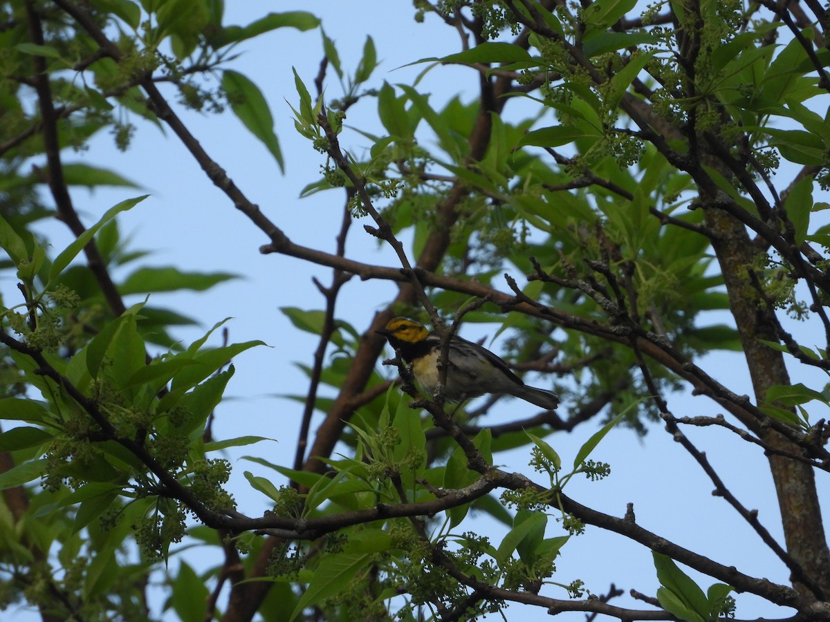 Black-throated Green Warbler - ML619459120