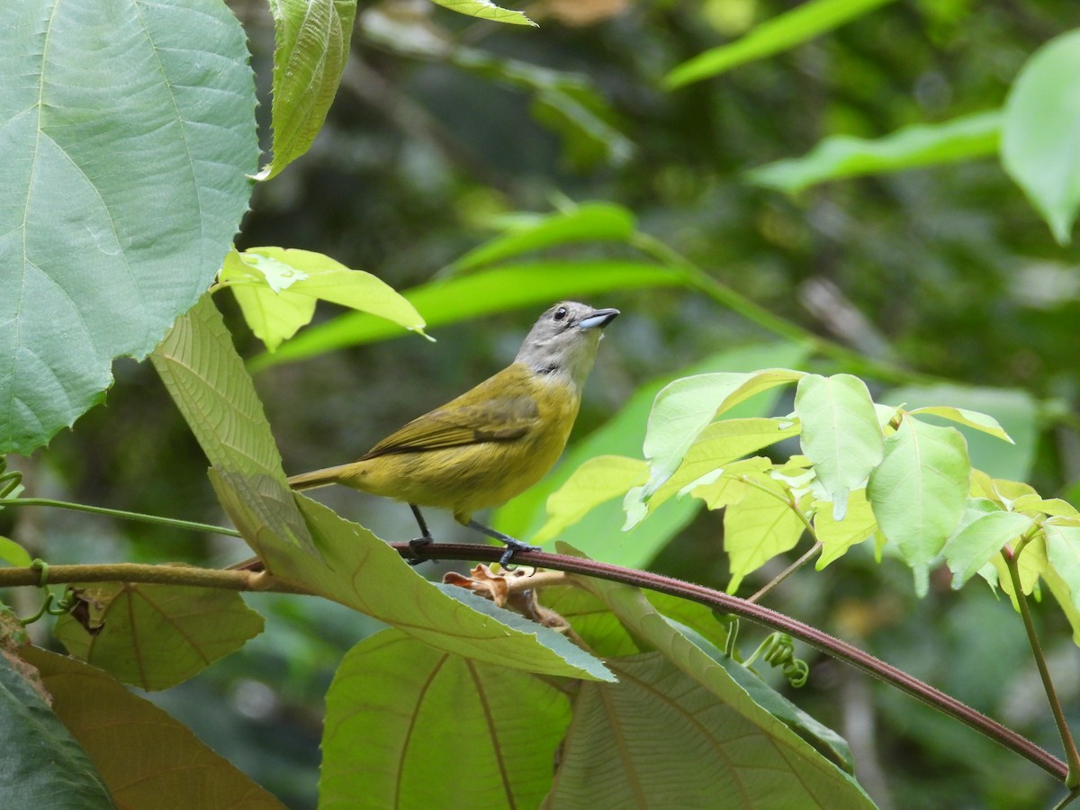 White-shouldered Tanager - ML619459144